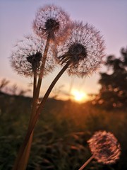 Spring dandelion in the grass and sunset