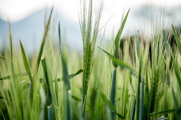 Agriculture: Fresh green cornfield on a sunny day, springtime