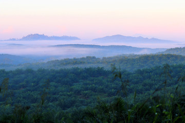 Morning mood with fog - Borneo Malaysia Asia