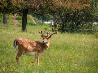 Naklejka na ściany i meble Young buck, male fallow deer in San Rossore Park, Pisa, Tuscany, Italy. Posing for the camera and cute.
