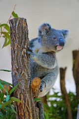 A koala on a eucalyptus gum tree in Australia © eqroy
