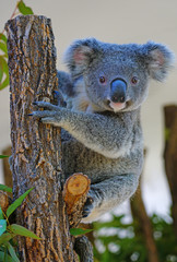 A koala on a eucalyptus gum tree in Australia © eqroy