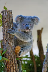 Gordijnen A koala on a eucalyptus gum tree in Australia © eqroy