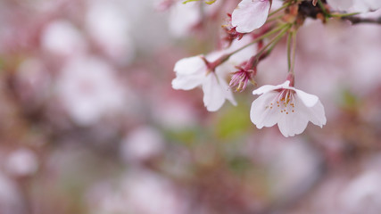 Light pink cherry blossom petal flower.