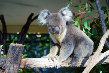 A koala on a eucalyptus gum tree in Australia