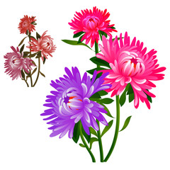 Obraz premium Bouquet of flowers pink and purple asters isolated on white background. Vector cartoon close-up illustration.
