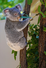 A koala on a eucalyptus gum tree in Australia