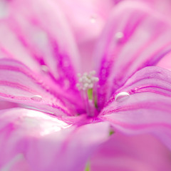 Violet Flower composition