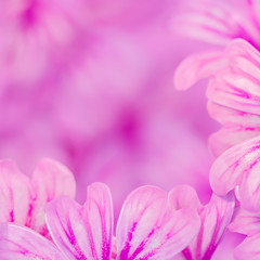 Violet Flower composition
