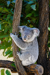 A koala on a eucalyptus gum tree in Australia