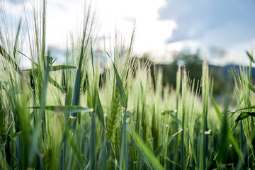 Obraz premium Agriculture: Fresh green cornfield on a sunny day, springtime