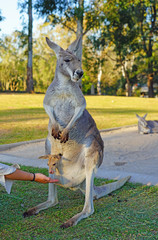 An Australian kangaroo mother with a baby joey at a park in Brisbane