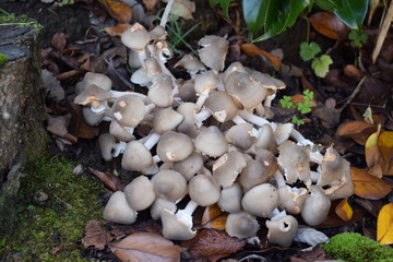 setas en  mi jardín