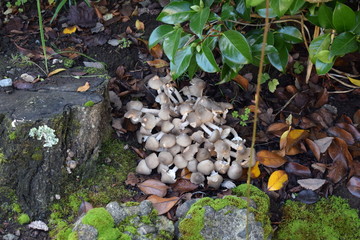 setas en  mi jardín