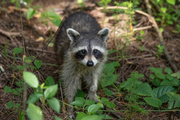 Fototapeta premium Raccoon