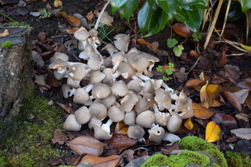 setas en  mi jardín