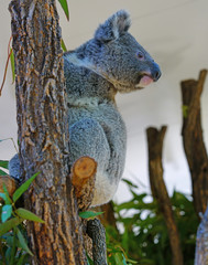 A koala on a eucalyptus gum tree in Australia