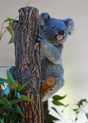 A koala on a eucalyptus gum tree in Australia