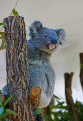 A koala on a eucalyptus gum tree in Australia