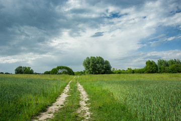 Dirt road through green fields, trees on horizon and clouds on sky