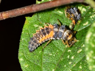 An Asian lady beetle larva has caught another larva of the same species and is eating it, proving cannibalism is alive and well in the animal world. 