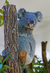 A koala on a eucalyptus gum tree in Australia