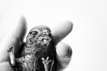 Hand Raised Young Swifts