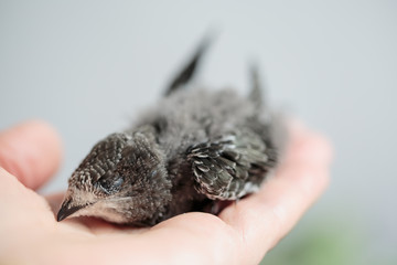 Hand Raised Young Swifts