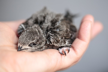 Hand Raised Young Swifts
