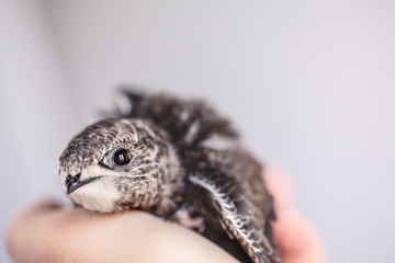 Hand Raised Young Swifts