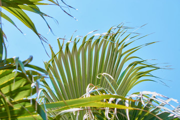 Green branches of large royal palm tree against blue sky.