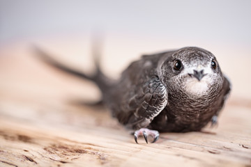 Hand Raised Young Swifts