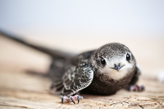 Hand Raised Young Swifts