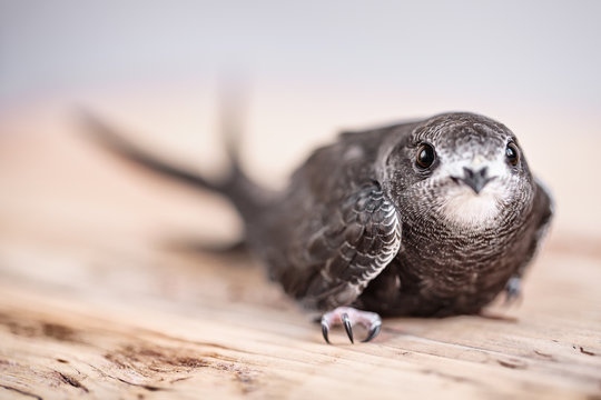 Hand Raised Young Swifts