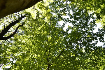 Im Sommerwald