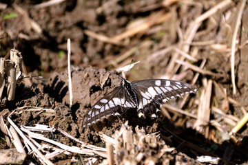 End of the Season. Wounded Old World Swallowtail - Papilio machaon. It is called 