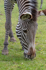 Fototapeta na wymiar A detail view of a Zebra's head and snout whilst it is grazing