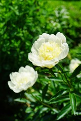 Fragrant white peony flower in bloom
