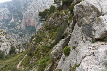 Fototapeta na wymiar Herd of Majorca goats on steep cliff