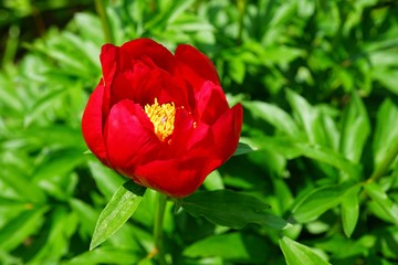 Fragrant pink peony flower in bloom