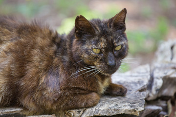 Relaxed domestic cat in the park. Cat of brown color tiger.