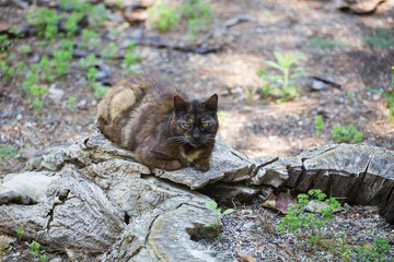 Relaxed domestic cat in the park. Cat of brown color tiger.