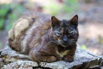 Relaxed domestic cat in the park. Cat of brown color tiger.