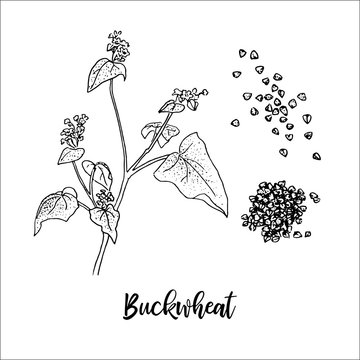 21 853 件の最適な 蕎麦 花 画像 ストック写真 ベクター Adobe Stock