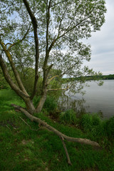Summer landscape from the lake