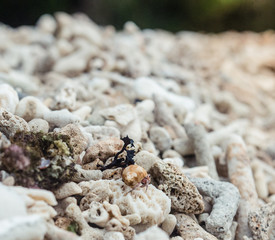Macro shot of a crab walking on seashells