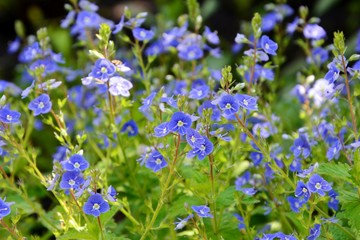 Charming miniature flowers of veronica in the garden