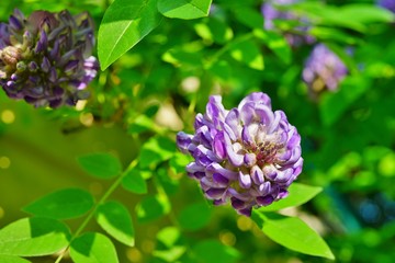 Purple flower of the Japanese wisteria floribunda in bloom