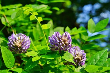 Purple flower of the Japanese wisteria floribunda in bloom