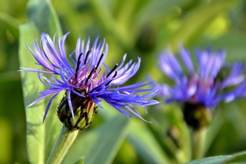 Cornflowers in the summer garden close-up.